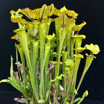 Sarracenia flava v. ornata "Bulloch, Co Damon's Clone"