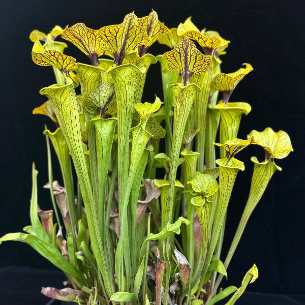 Sarracenia flava v. ornata "Bulloch, Co Damon's Clone"