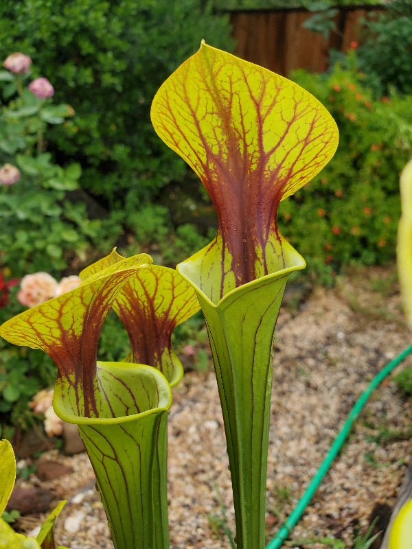 Sarracenia flava v. ornata "Sussex Co, Va Heavy Veined"