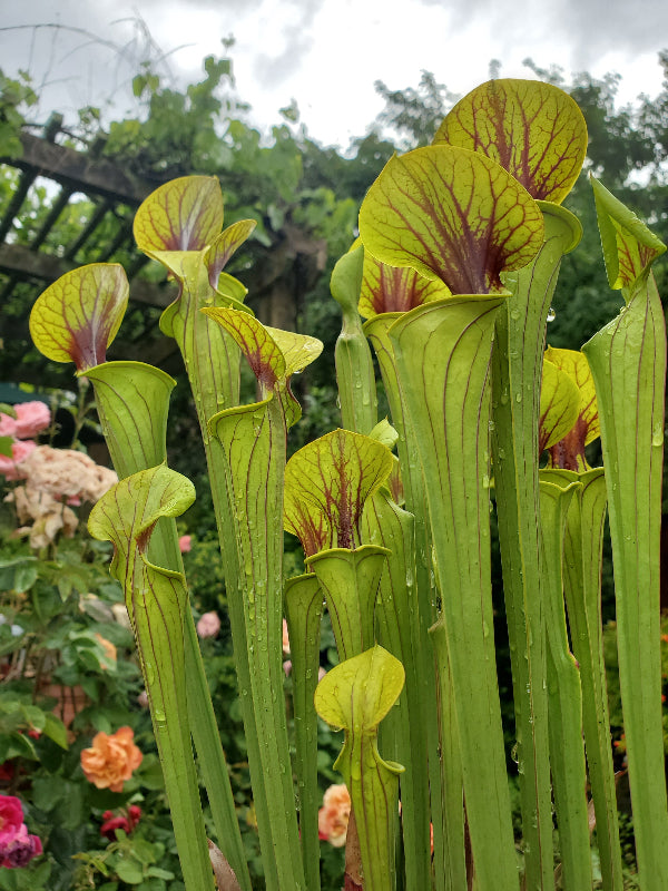 Sarracenia flava v. ornata "Sussex Co, Va Heavy Veined"