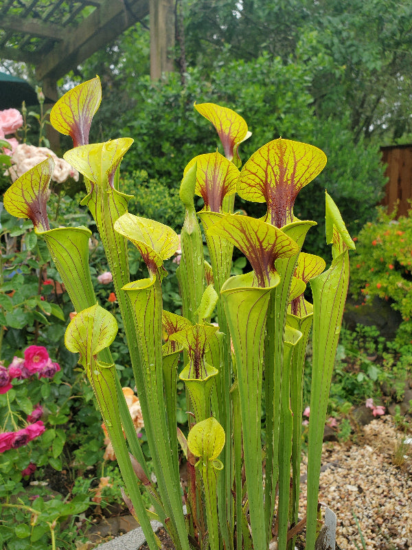 Sarracenia flava v. ornata "Sussex Co, Va Heavy Veined"
