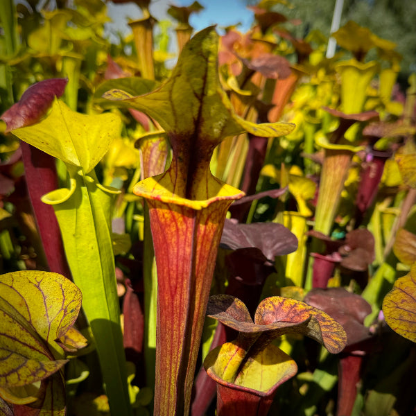 California Carnivores Sarracenia flava v. rubricorpora - Thumbnail 2