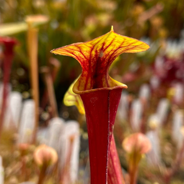 California Carnivores Sarracenia flava v. rubricorpora