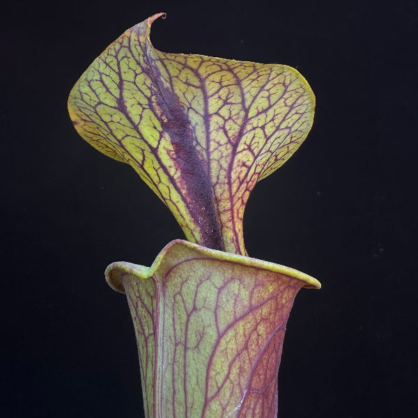 Sarracenia flava v. rubricorpora “Apalachicola, Florida” x ornata “Bulloch Co, Ga” 