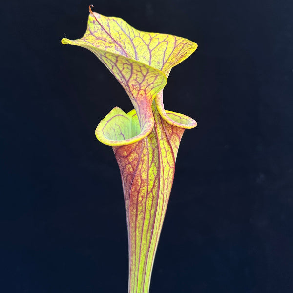 Sarracenia flava v. rubricorpora “Apalachicola, Florida” x ornata “Bulloch Co, Ga” 