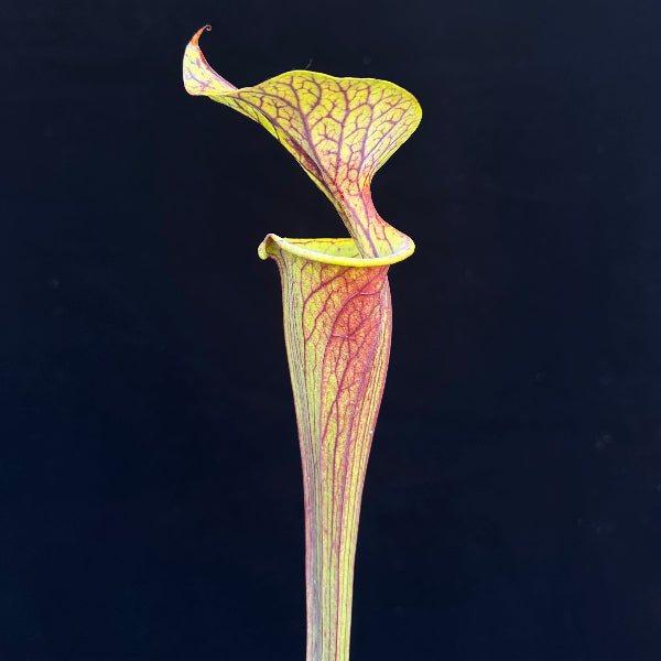 Sarracenia flava v. rubricorpora “Apalachicola, Florida” x ornata “Bulloch Co, Ga” 