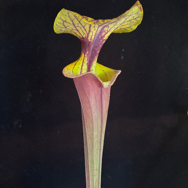 Sarracenia flava v. rubricorpora “Shapely, Dipped Lip DGF71”