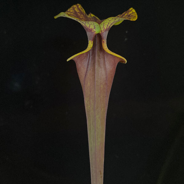 Sarracenia flava v. rubricorpora “Shapely, Dipped Lip DGF71”