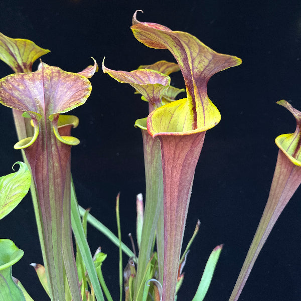 Sarracenia flava v. rubricorpora “Yellow Edged Lid DGF46” 