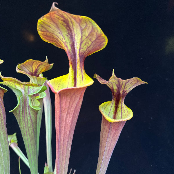 Sarracenia flava v. rubricorpora “Yellow Edged Lid DGF46” 