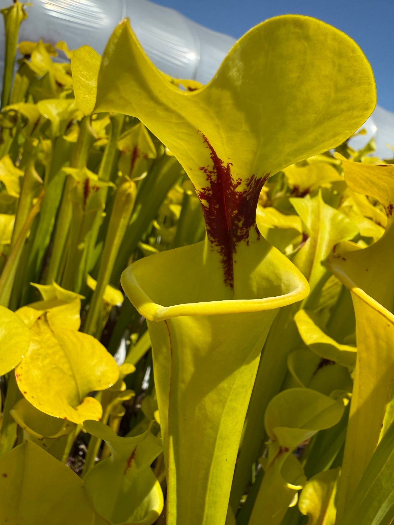 Sarracenia flava v. rugelii Bay Co, FL Pitcher Plant