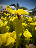 Sarracenia flava v. rugelii Bay Co, FL Pitcher Plant