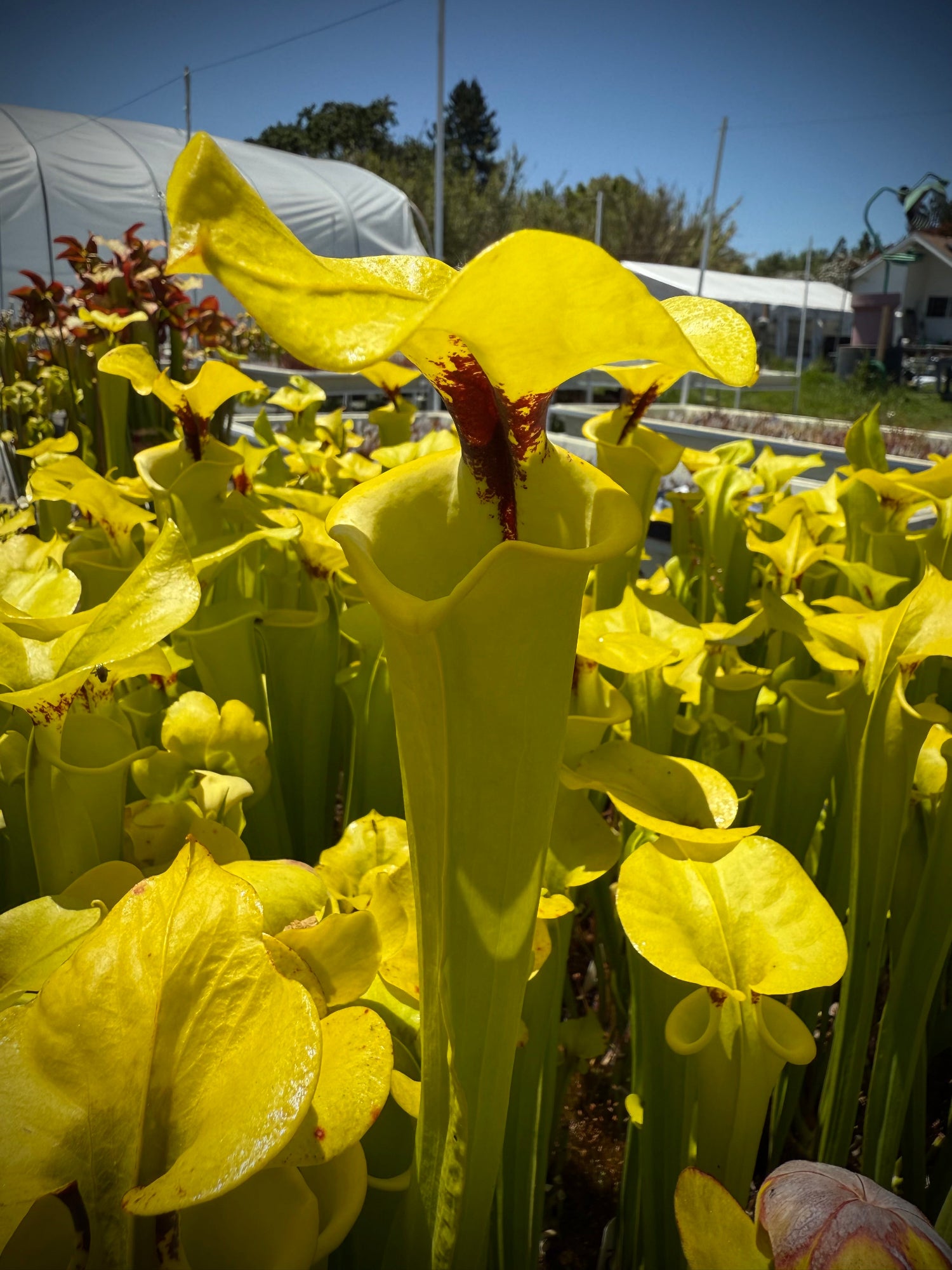 Sarracenia flava v. rugelii Bay Co, FL Pitcher Plant