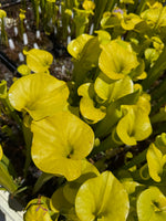 Sarracenia flava v. rugelii Bay Co, FL Pitcher Plant