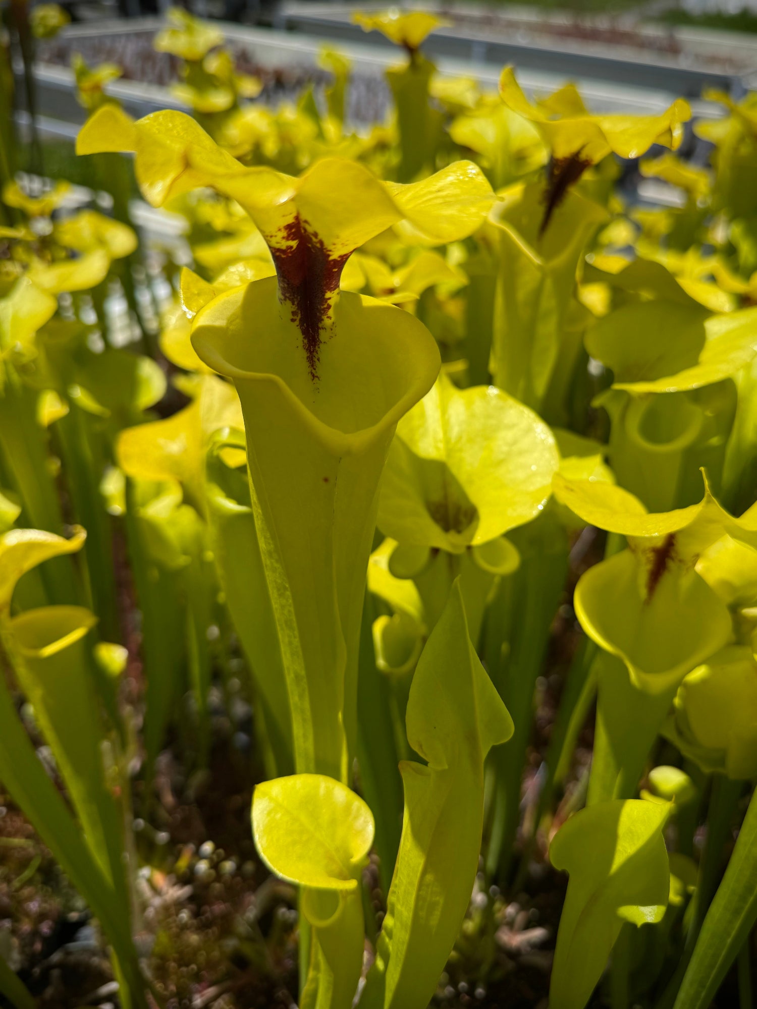 Sarracenia flava v. rugelii Bay Co, FL Pitcher Plant