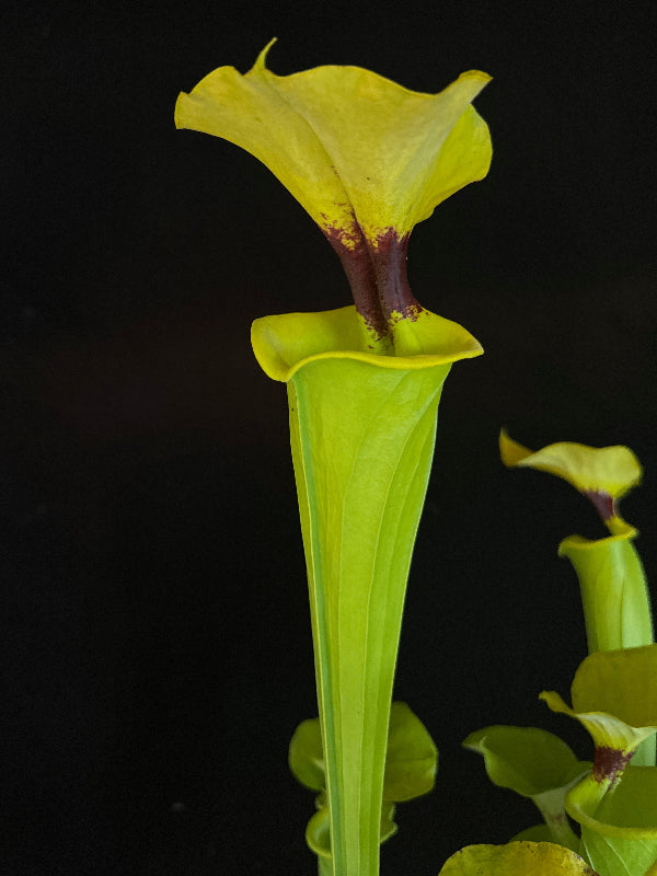 Sarracenia flava v. rugelli “Shapely, Well Defined Blotch DGF37”