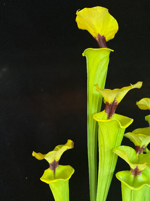 Sarracenia flava v. rugelli “Shapely, Well Defined Blotch DGF37”