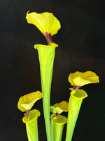 Sarracenia flava v. rugelli “Shapely, Well Defined Blotch DGF37”