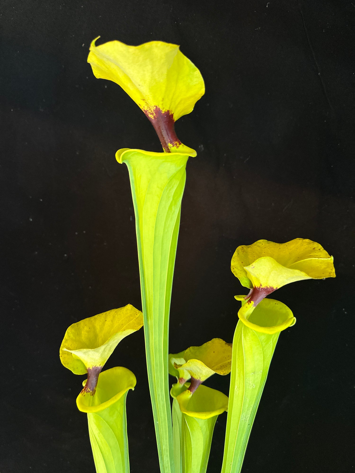 Sarracenia flava v. rugelli “Shapely, Well Defined Blotch DGF37”