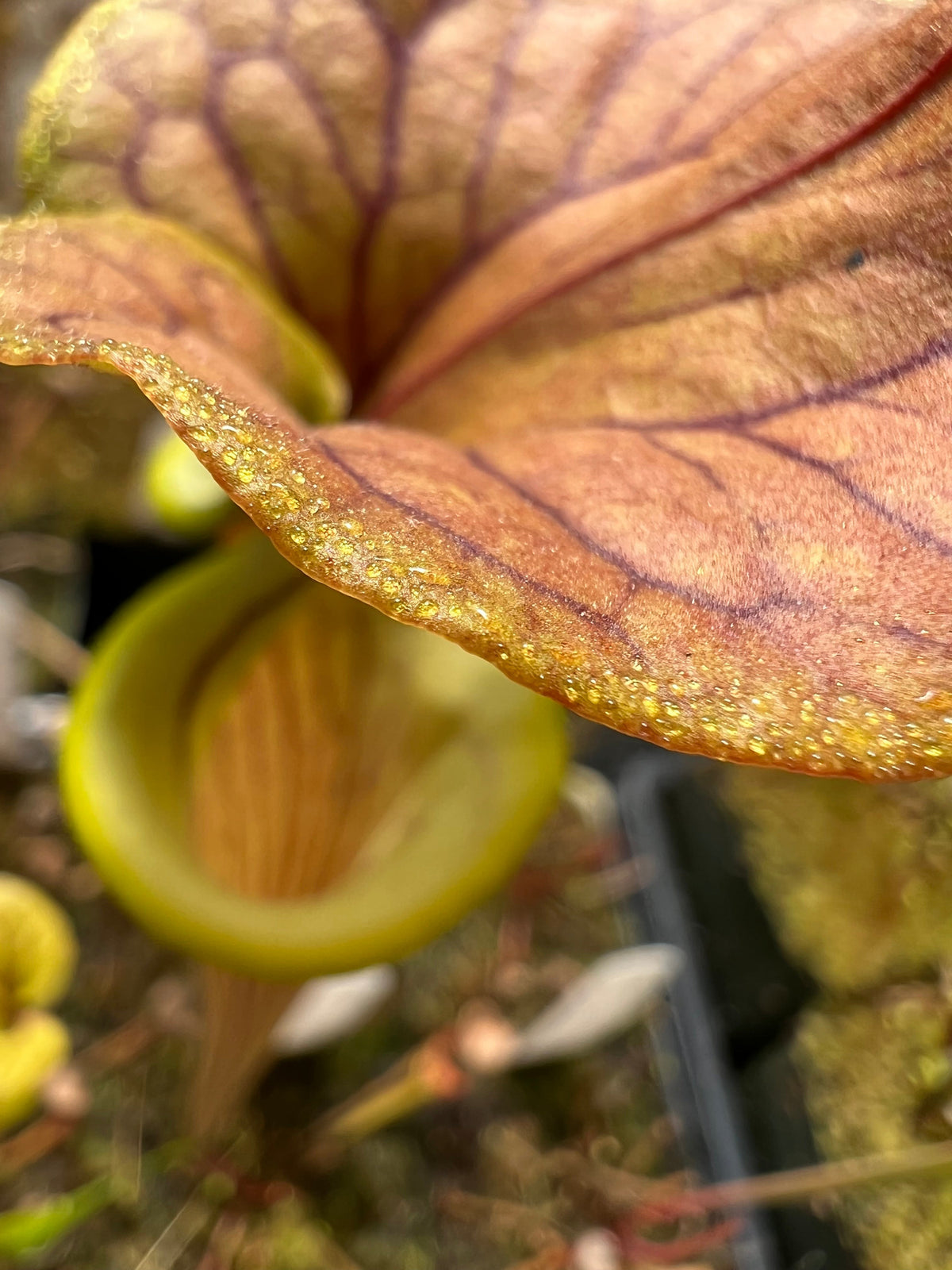 Sarracenia flava var. cuprea Pitcher Plant