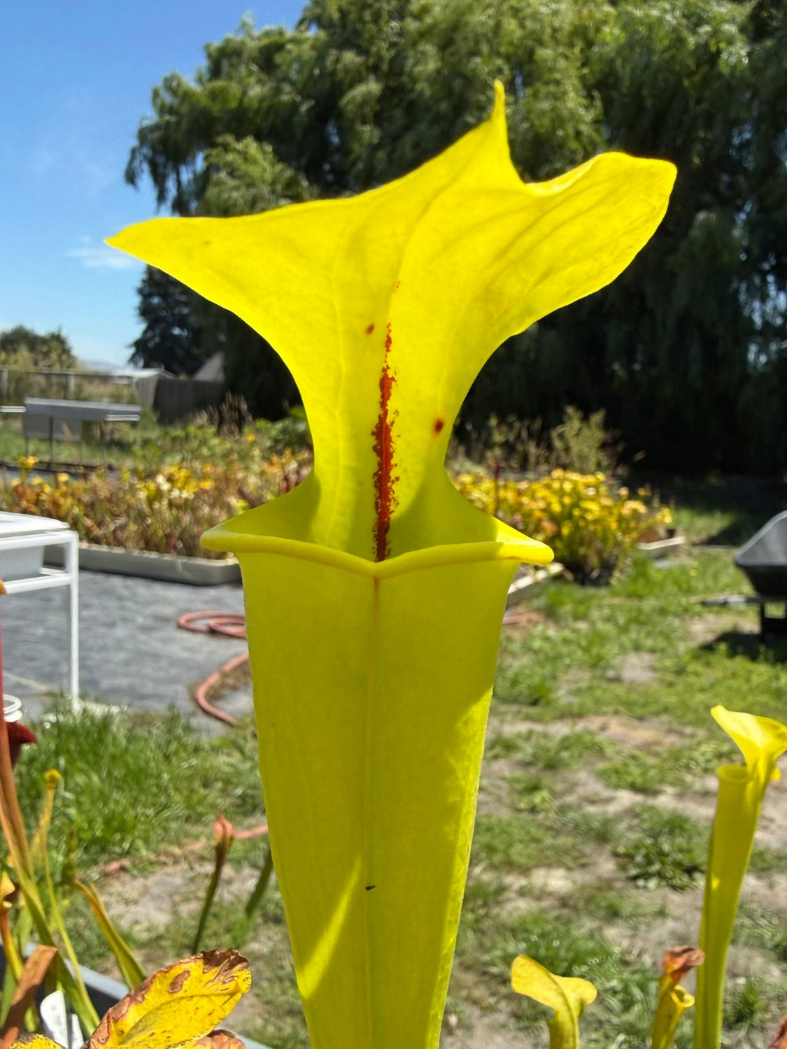 Yellow pitcher plant in a garden setting with trees and grass in the background.