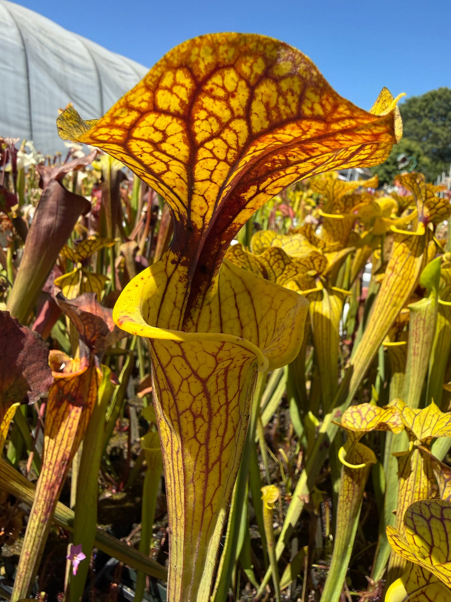 Sarracenia flava var. rugelii Extinct Site, DeFuniak Springs, Fl Pitcher Plant