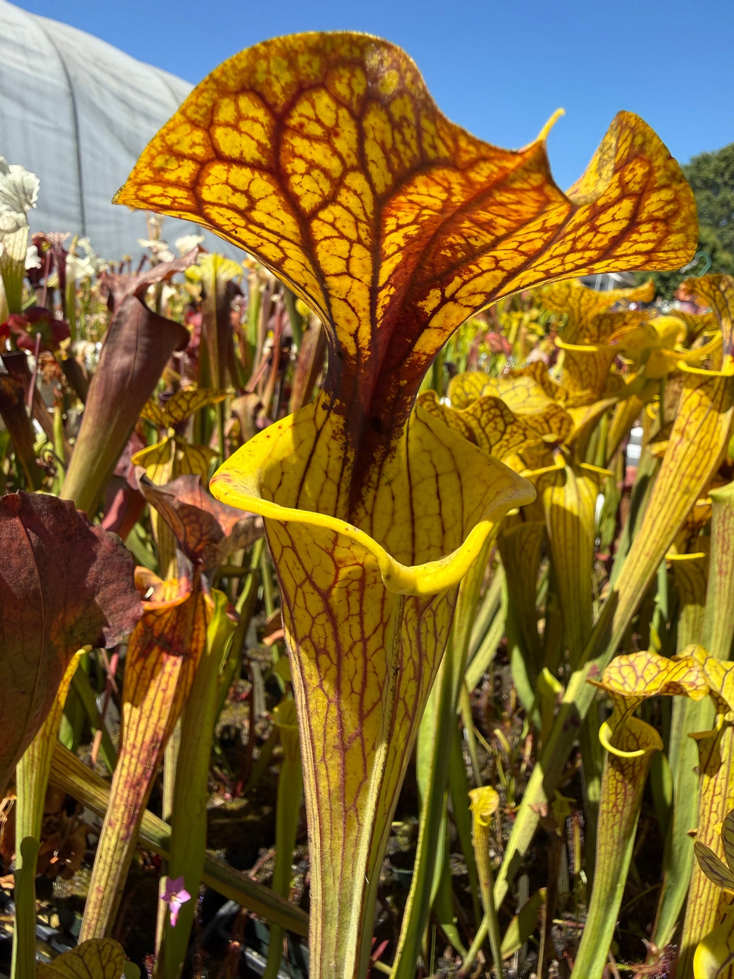 Sarracenia flava var. rugelii Extinct Site, DeFuniak Springs, Fl Pitcher Plant