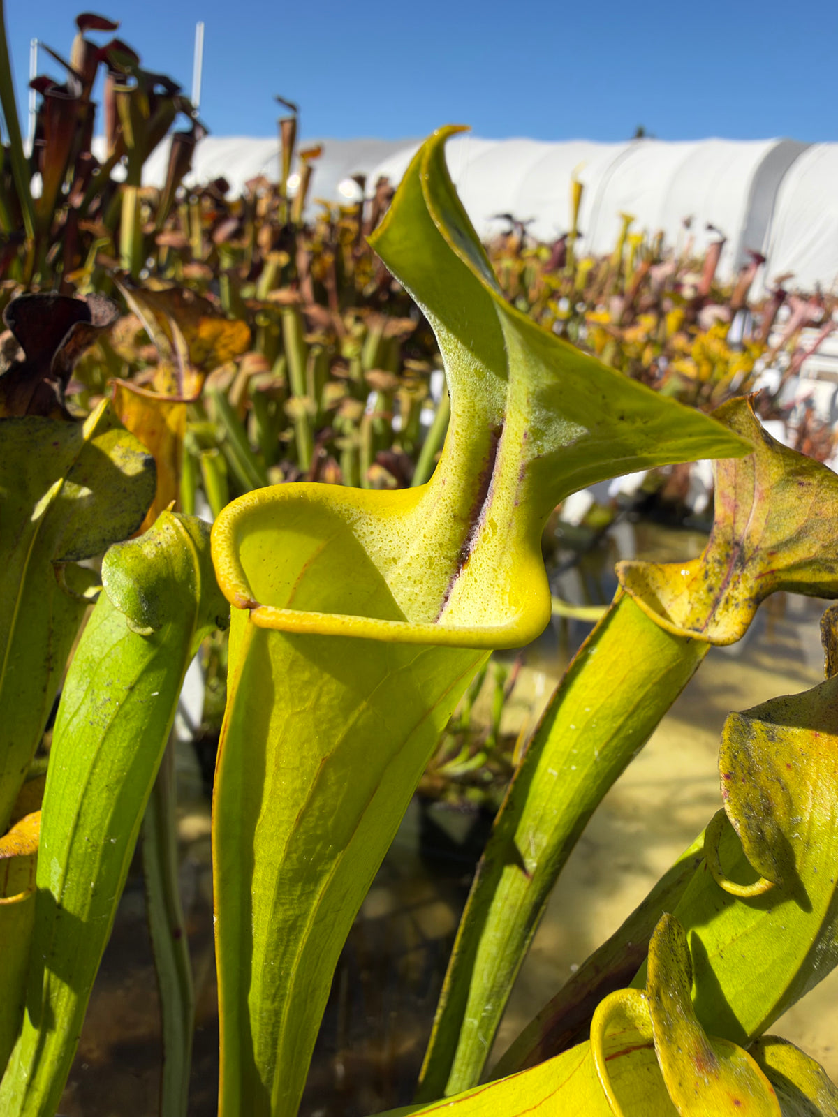 A green sarracenia pitcher grows in an outdoor setting