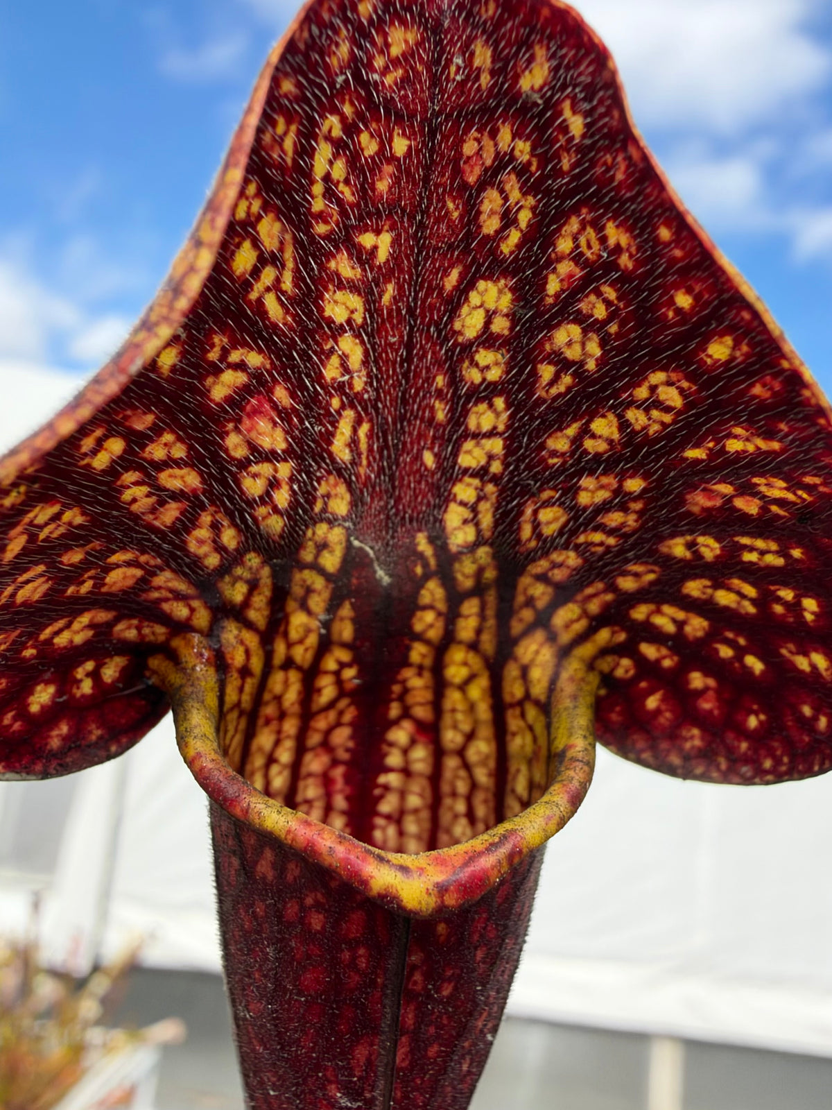 A red and yellow sarracenia pitcher in an outdoor setting
