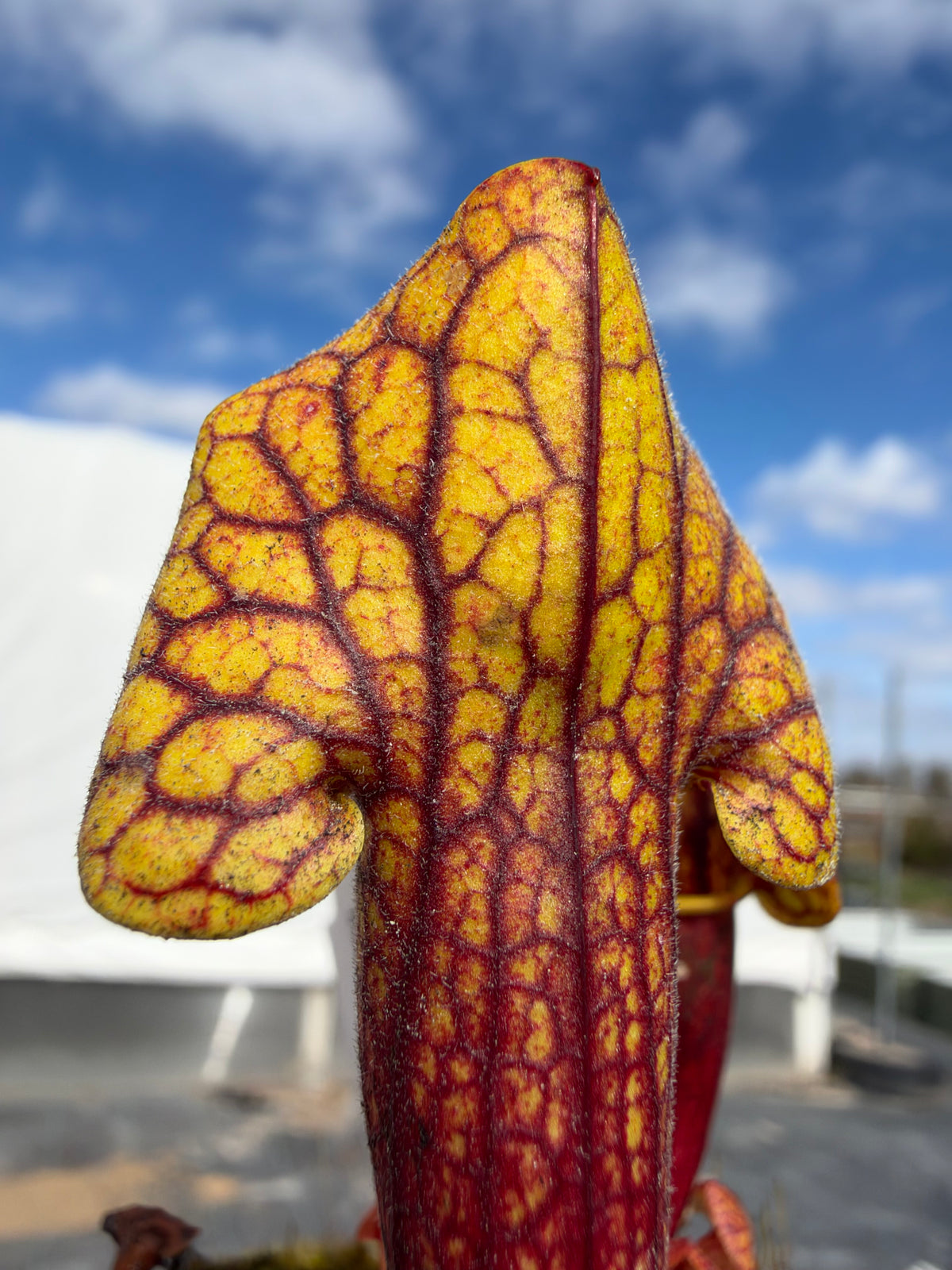 A red and yellow sarracenia pitcher plant in an outdoor setting