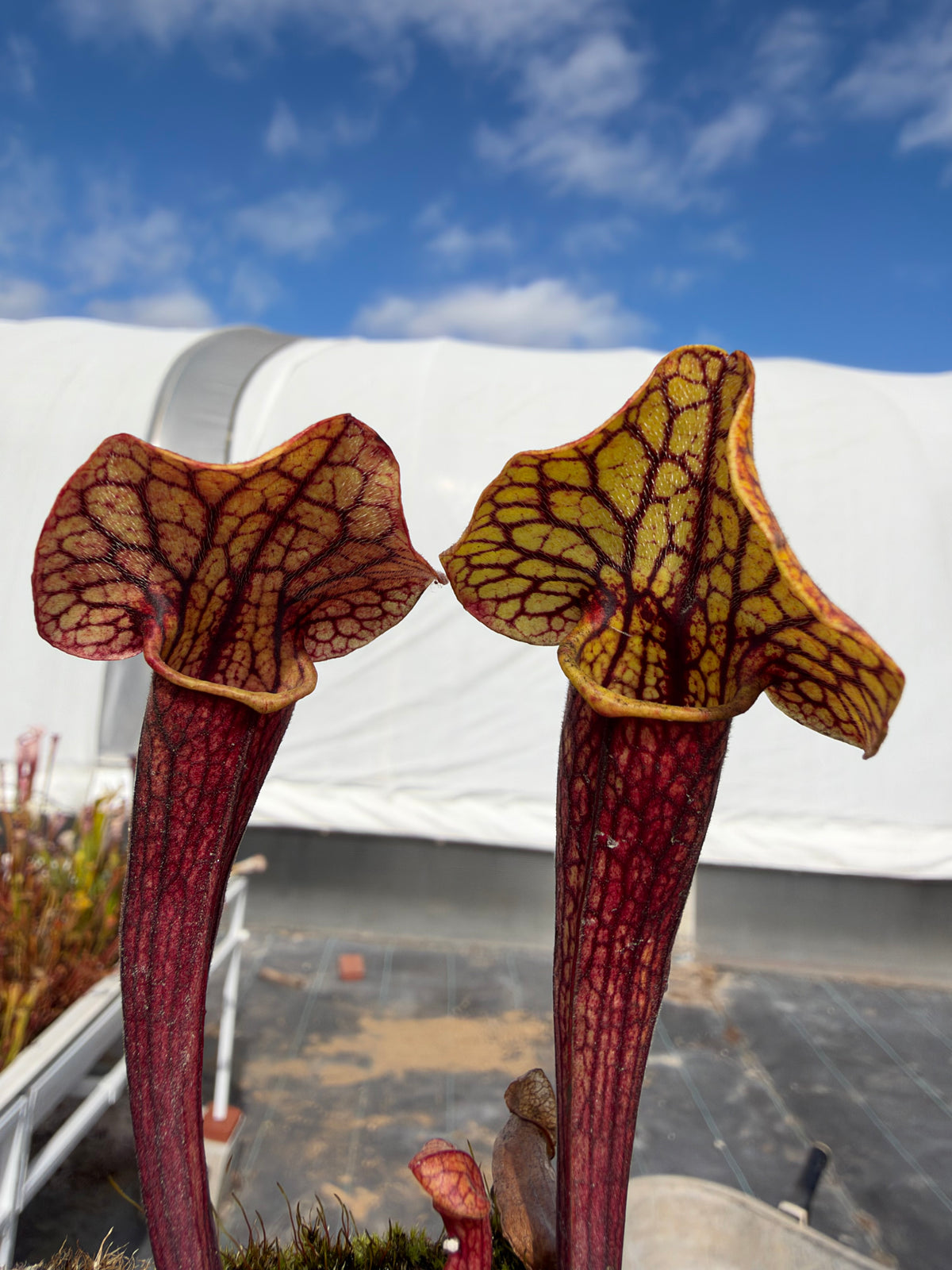 A red and yellow sarracenia pitcher plant in an outdoor setting