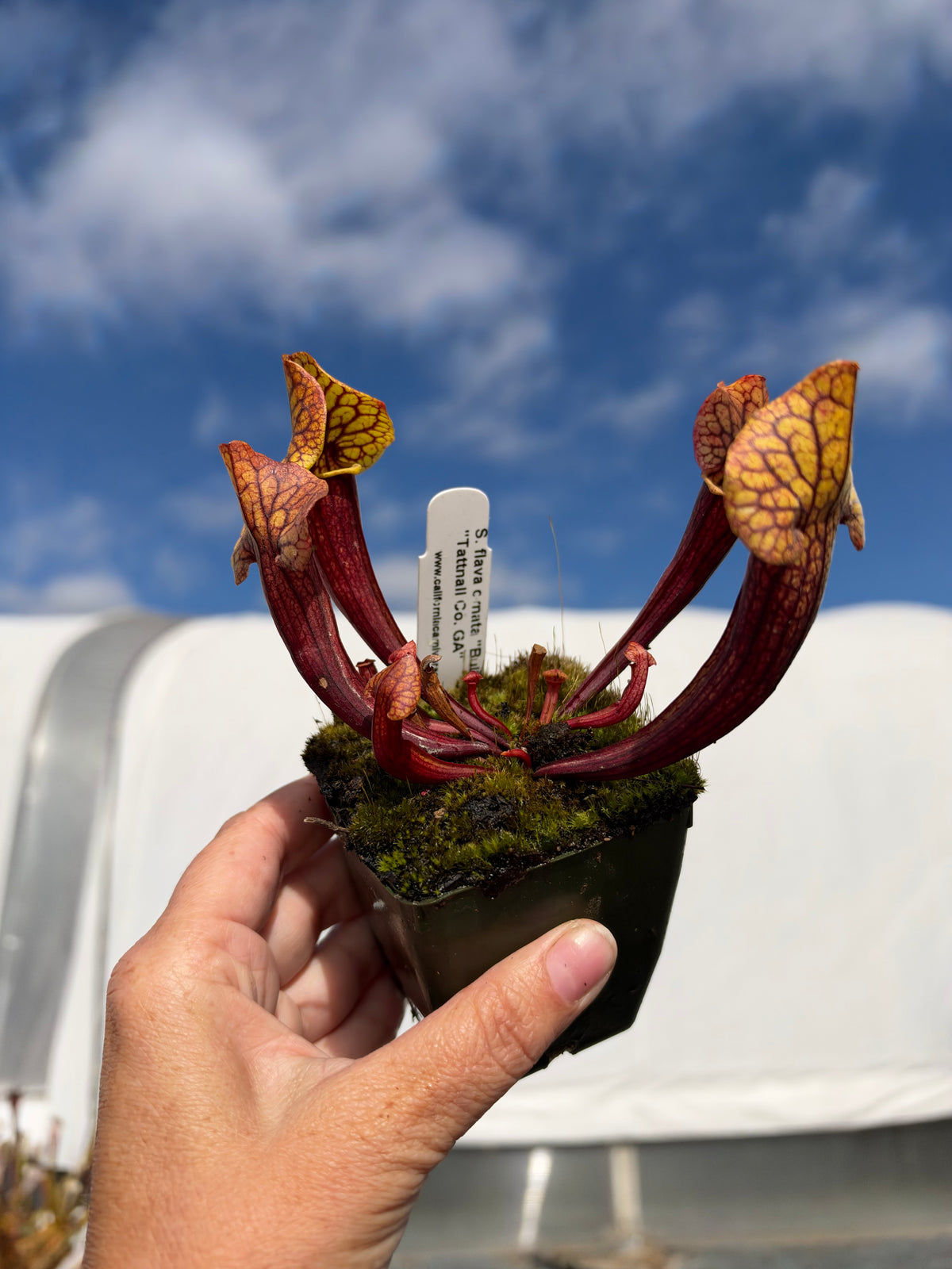 A red and yellow sarracenia pitcher plant in an outdoor setting
