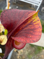Sarracenia flava var rubricorpora x Royal Ruby Pitcher Plant