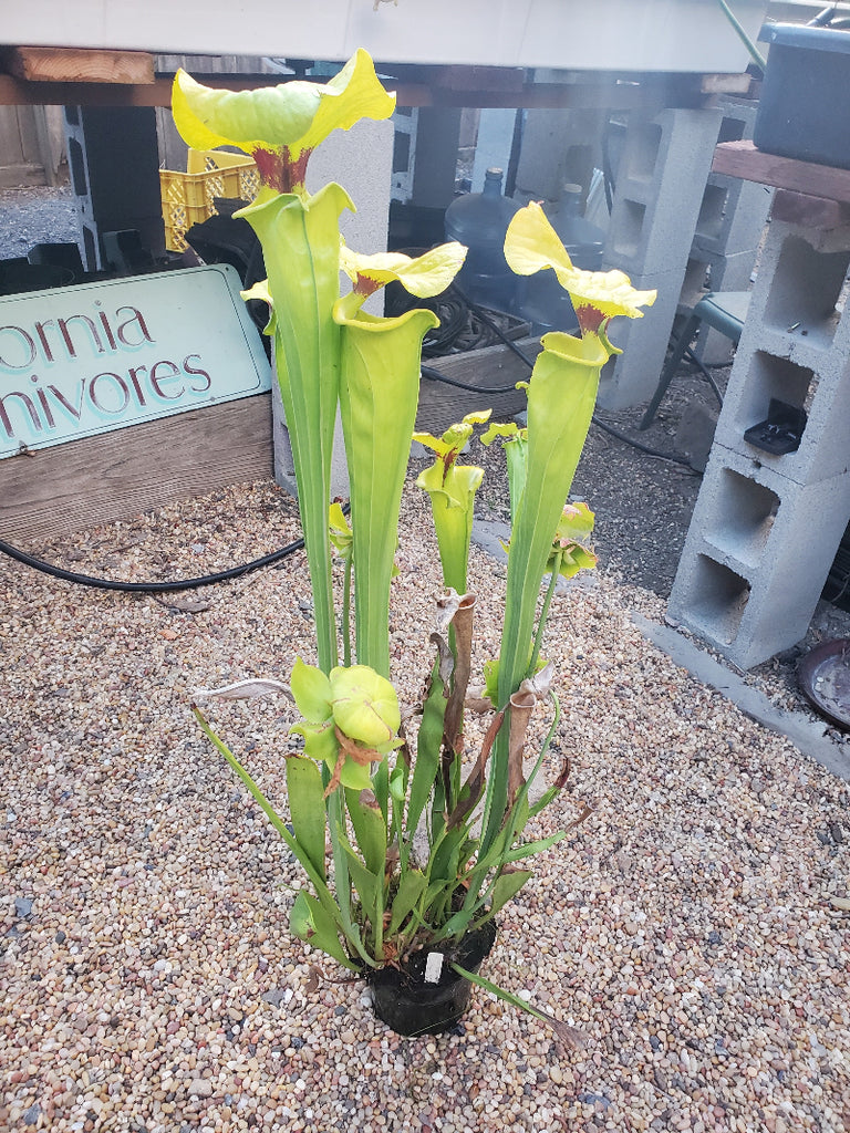 Sarracenia flava ( var rugelii 'Bob Hanrahan' x var rubricorpora "CC Old Clone" ) 
