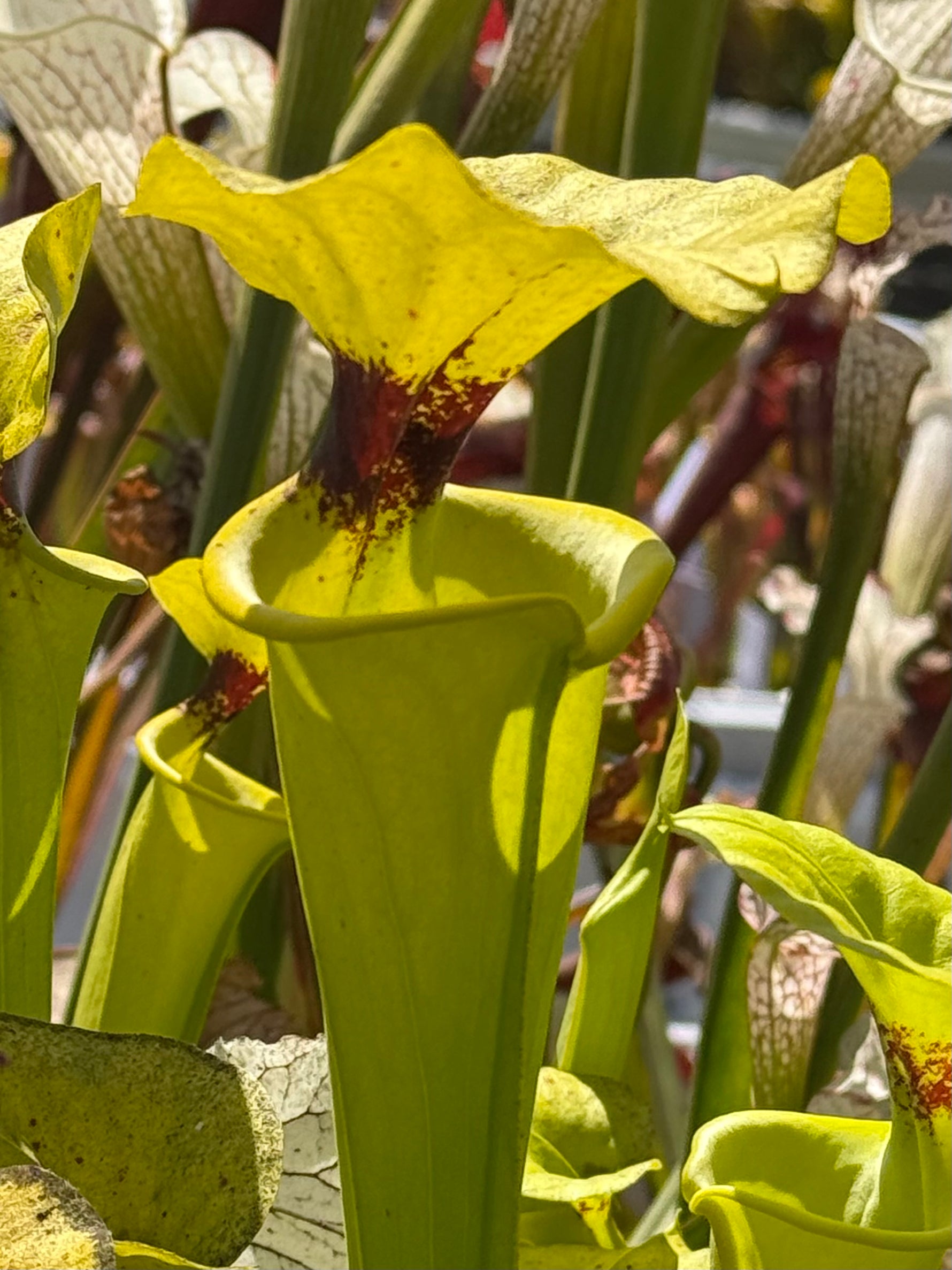 Sarracenia flava var rugelii“Clone A x B #1 Pitcher plant