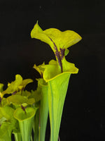 Sarracenia flava var rugelli “Clone H”