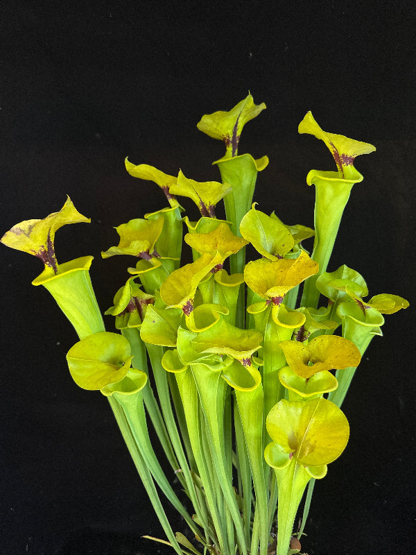 Sarracenia flava var rugelli “Clone H”