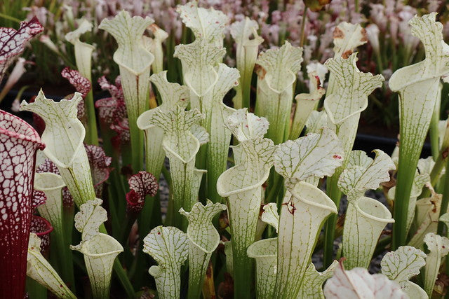 Lots of white sarracenia pitchers grow in a field