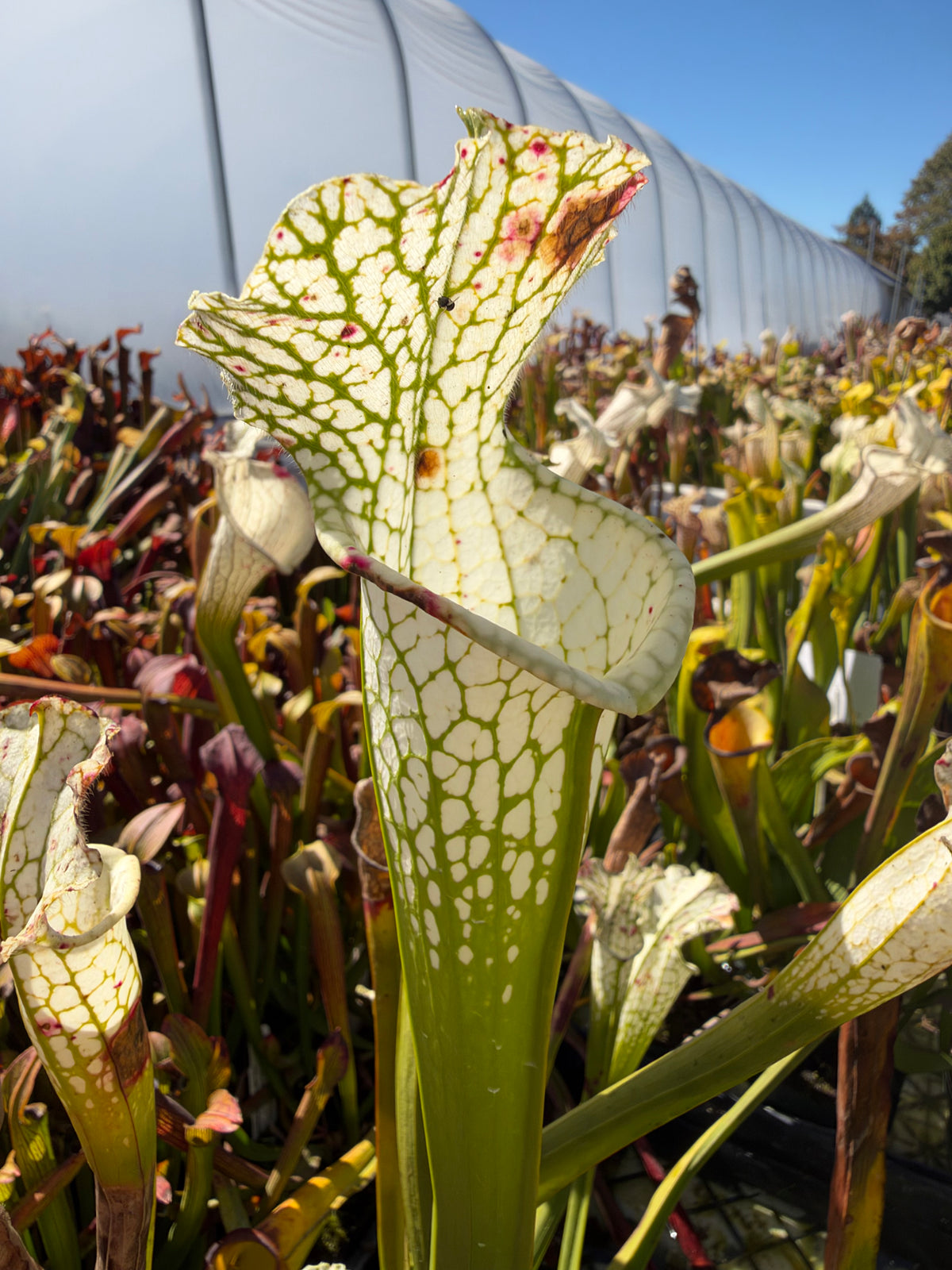A white sarracenia pitcher grows in an outdoor setting