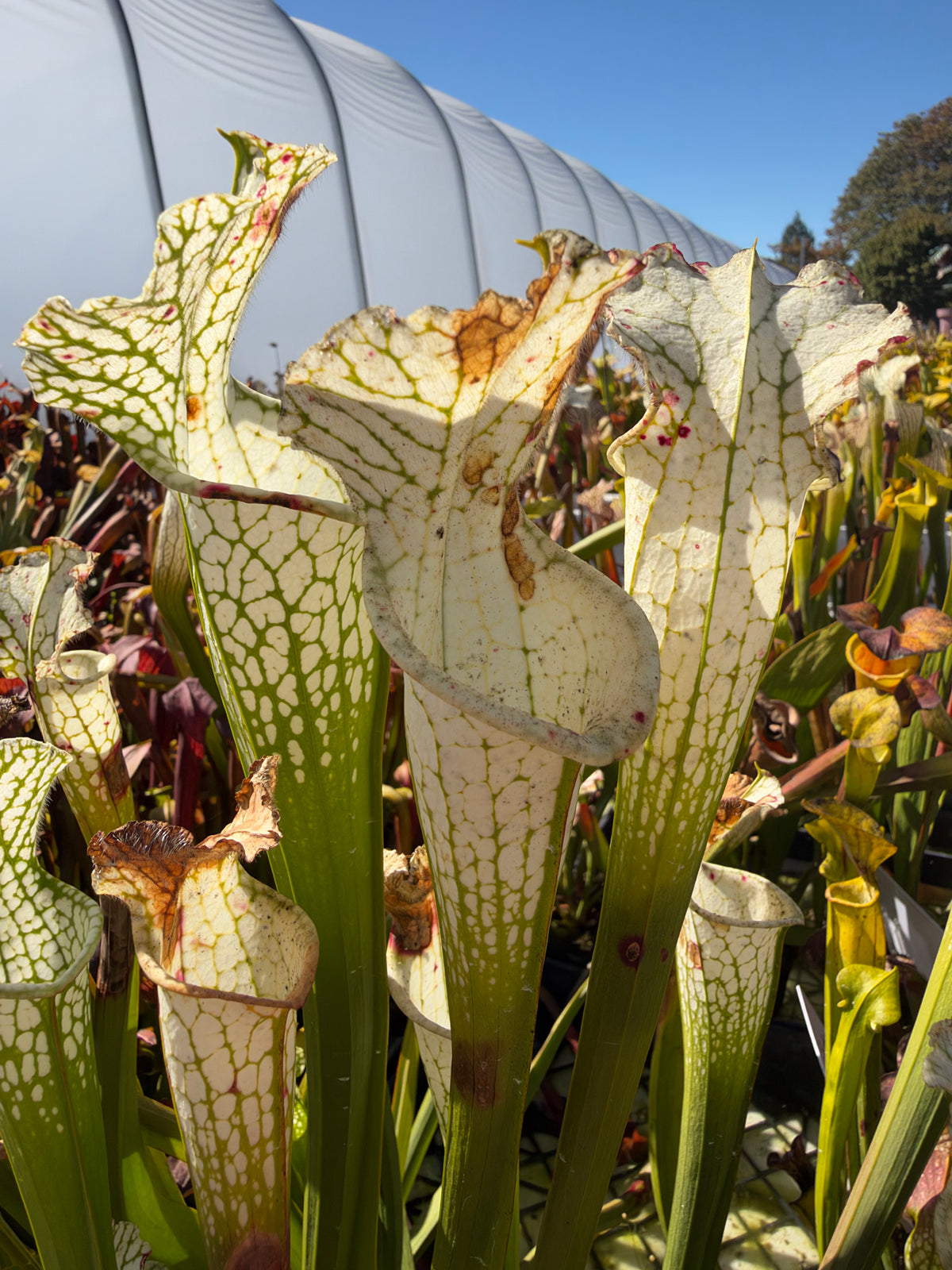 White sarracenia pitchers grow in an outdoor setting 