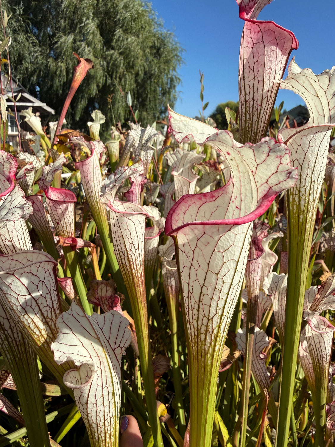 A close-up outdoor shot of several pitcher plants with pale off-white to cream tubular shapes, covered in fine dark veins and trimmed with pinkish-red edges, growing among green stems in a sunny garden.