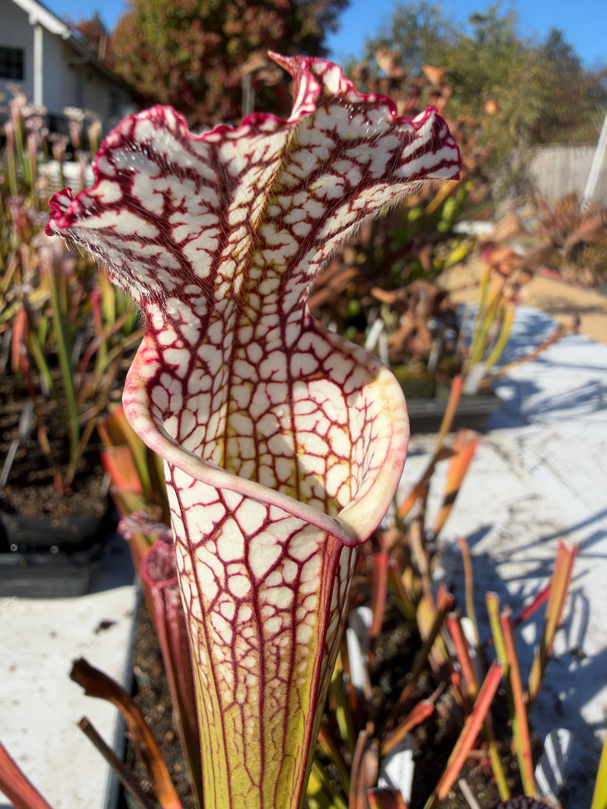 A close-up of Sarracenia leucophylla pitcher plant with white, red and green patterned pitchers.