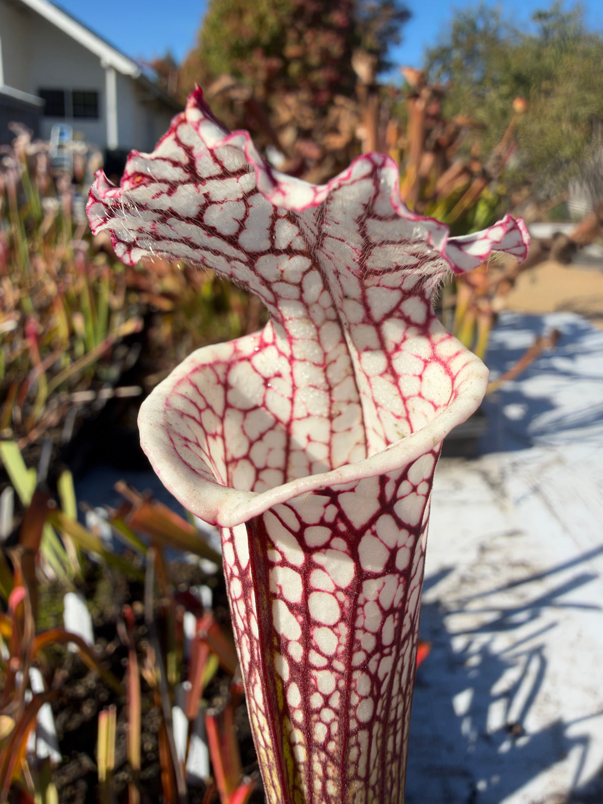 A close-up of Sarracenia leucophylla pitcher plant with white, red and green patterned pitchers.
