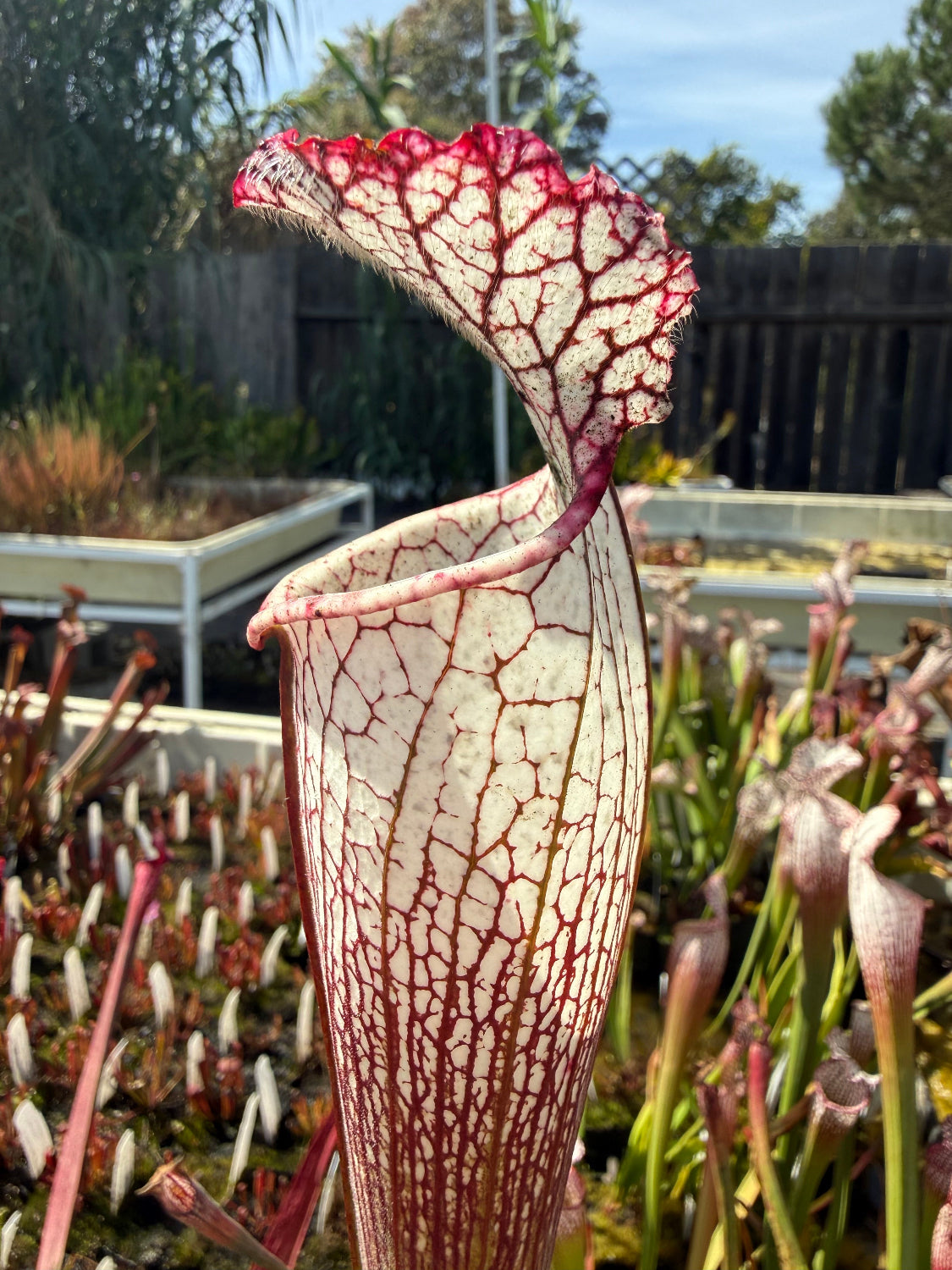 A close-up of a pitcher plant with a pale cream to off-white tubular body and vivid red to magenta venation, set in an outdoor garden with other plants and a wooden fence in the background.