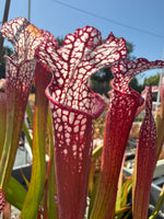Sarracenia leucophylla Baldwin Co Puffy Cheeks x Calen’s Super Pitcher Plant