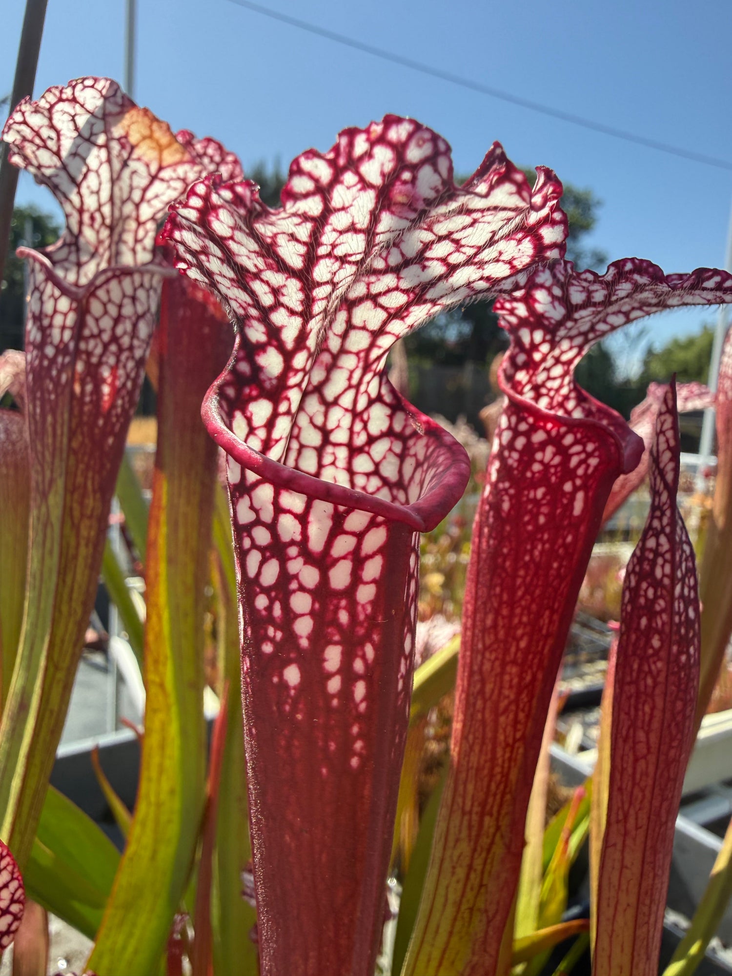 Sarracenia leucophylla Baldwin Co Puffy Cheeks x Calen’s Super Pitcher Plant