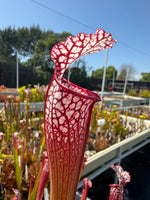 Sarracenia leucophylla Baldwin Co Puffy Cheeks x Calen’s Super Pitcher Plant