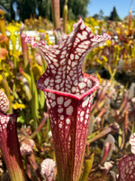 Sarracenia leucophylla Bicolor Santa Rosa Co, FL x leucophylla FL red form Pitcher Plant
