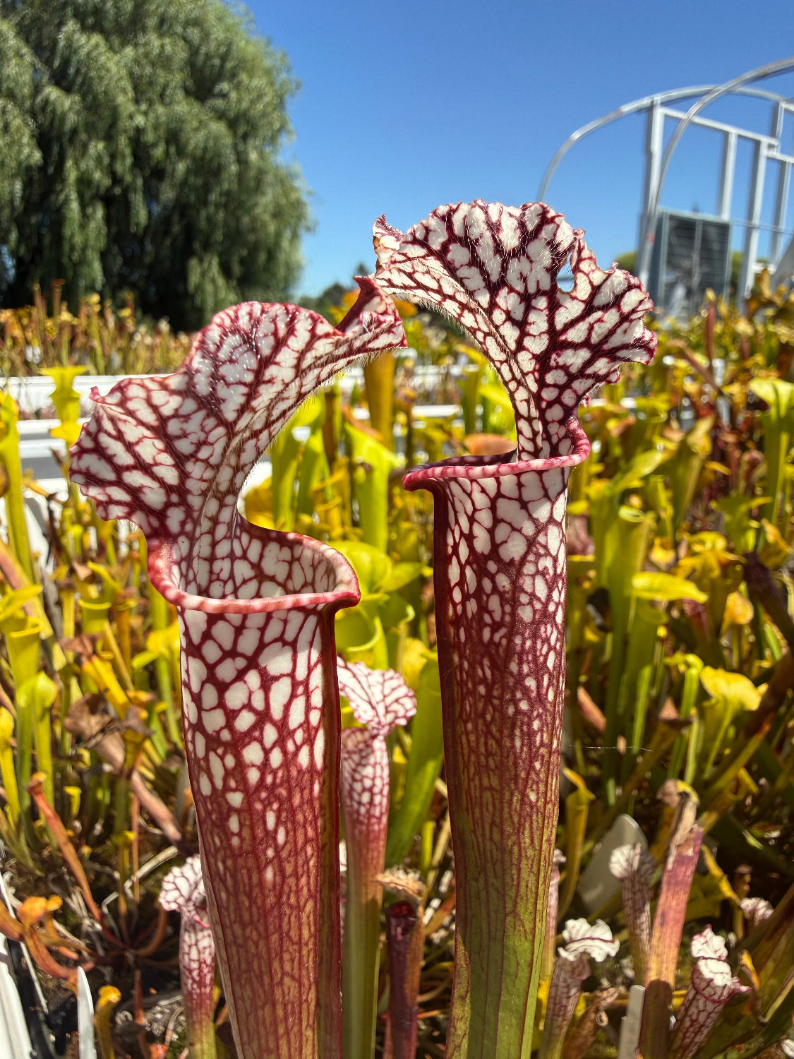 Sarracenia leucophylla Bicolor Santa Rosa Co, FL x leucophylla FL red form Pitcher Plant