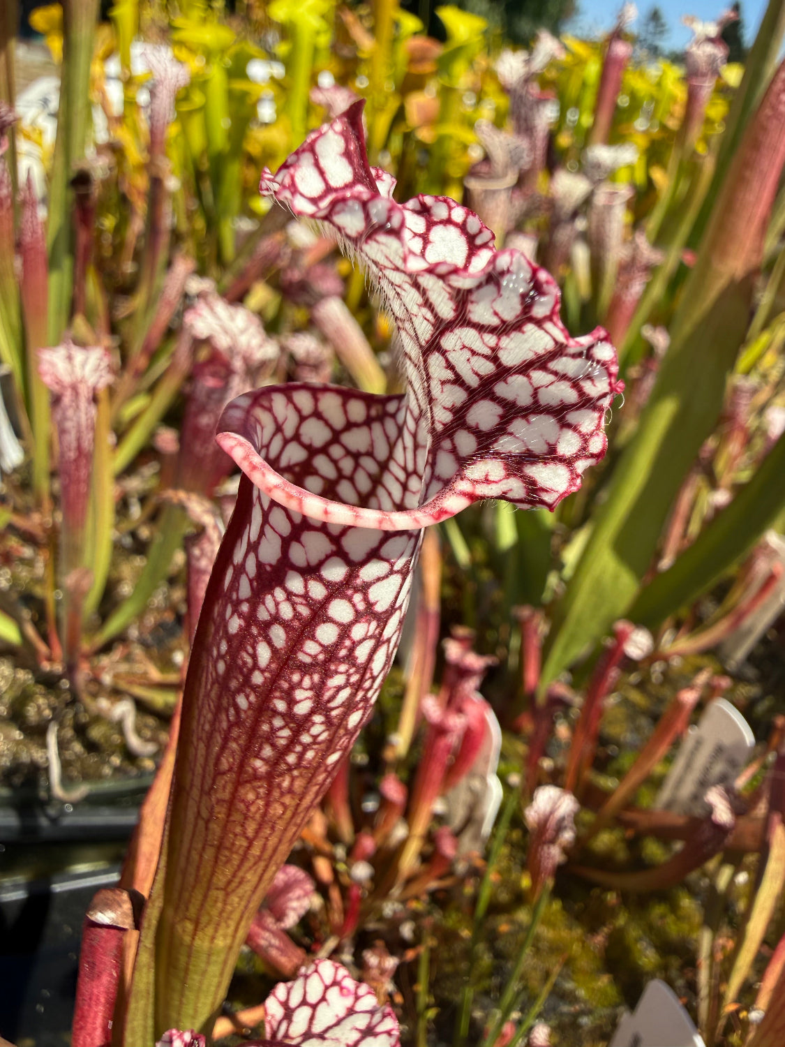 Sarracenia leucophylla Bicolor Santa Rosa Co, FL x leucophylla FL red form Pitcher Plant